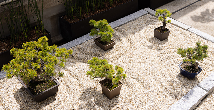 Sand and bonsai in the rooftop garden