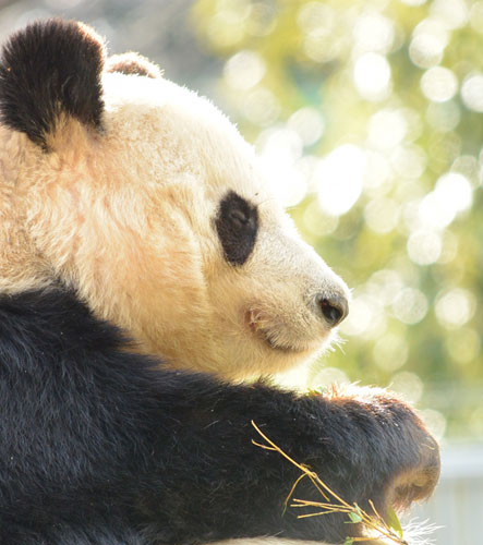 上野動物園